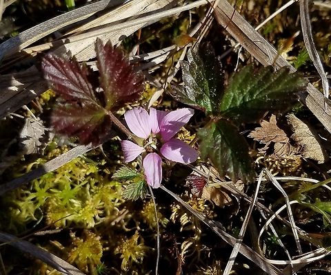 Rubus arcticus Growing in a restored fen. This is subsp. acaulis which has 3-lobed leaves, unlike subsp. stellatus which has compound leaves. Arctic bramble,Arctic raspberry,Geotagged,Rubus arcticus,Spring,United States,fen,nagoon,wetlands