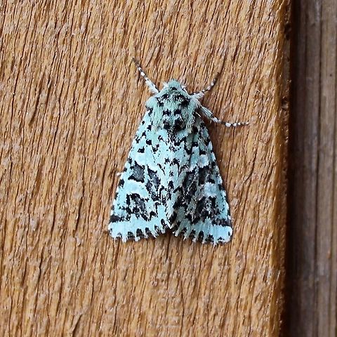 Feralia comstocki  Feralia comstocki,Geotagged,Lepidoptera,Noctuidae,Spring,United States,insect,moth