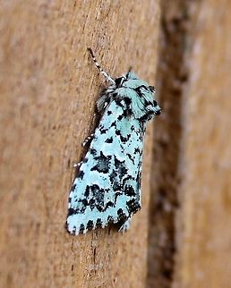 Feralia comstocki  Feralia comstocki,Geotagged,Spring,United States