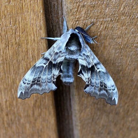 Smerinthus cerisyi  Geotagged,One-eyed Sphinx,Smerinthus cerisyi,Spring,United States