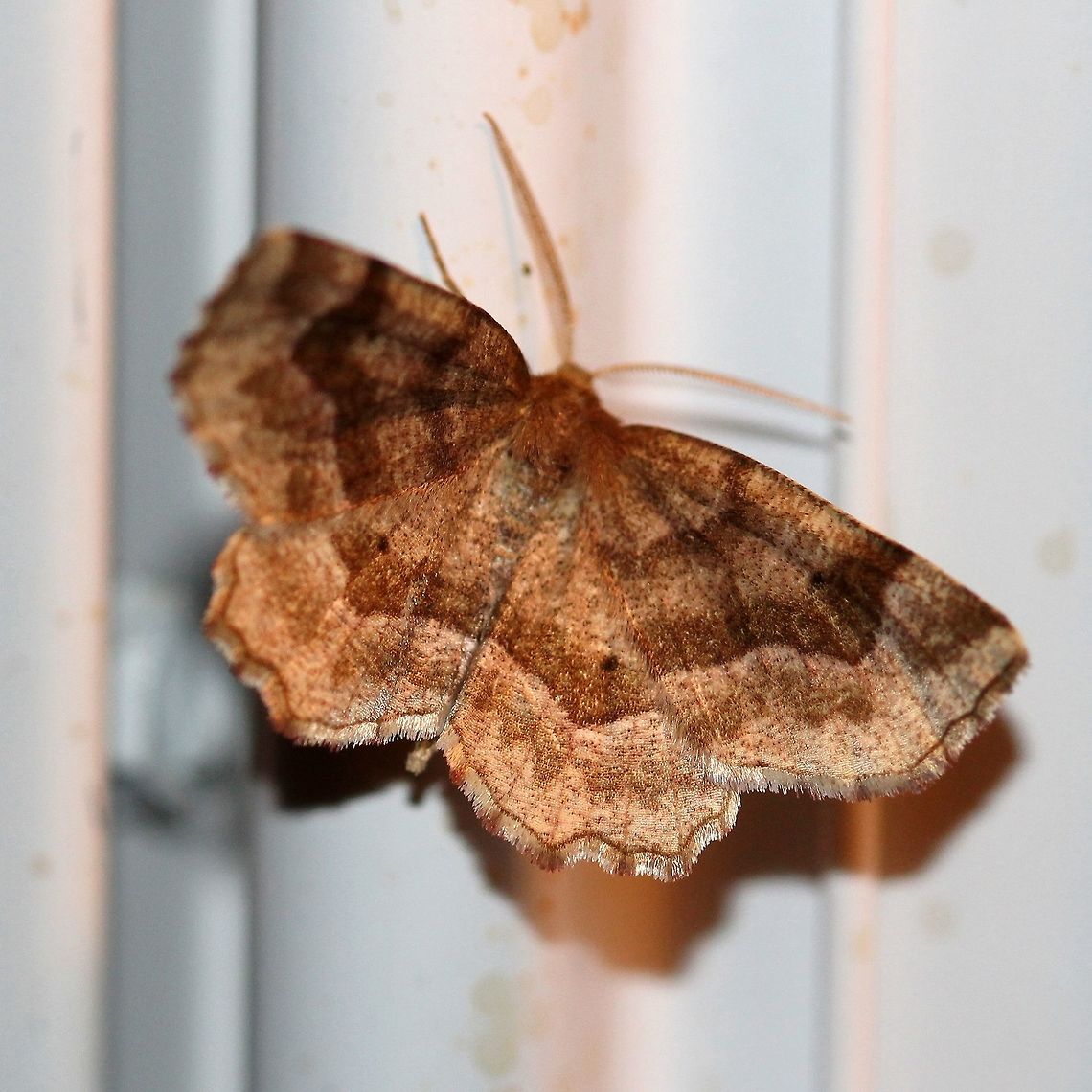 Metarranthis hypochraria There are just two other occurrences of this species in Minnesota according to MPG and BAMONA (both are near Minneapolis about 100 miles to the south).<br />
<a href="http://mothphotographersgroup.msstate.edu/species.php?hodges=6826" rel="nofollow">http://mothphotographersgroup.msstate.edu/species.php?hodges=6826</a><br />
<a href="https://www.butterfliesandmoths.org/species/Metarranthis-hypochraria" rel="nofollow">https://www.butterfliesandmoths.org/species/Metarranthis-hypochraria</a> Geotagged,Metarranthis hypochraria,Minnesota,Spring,United States,lepidoptera,moth