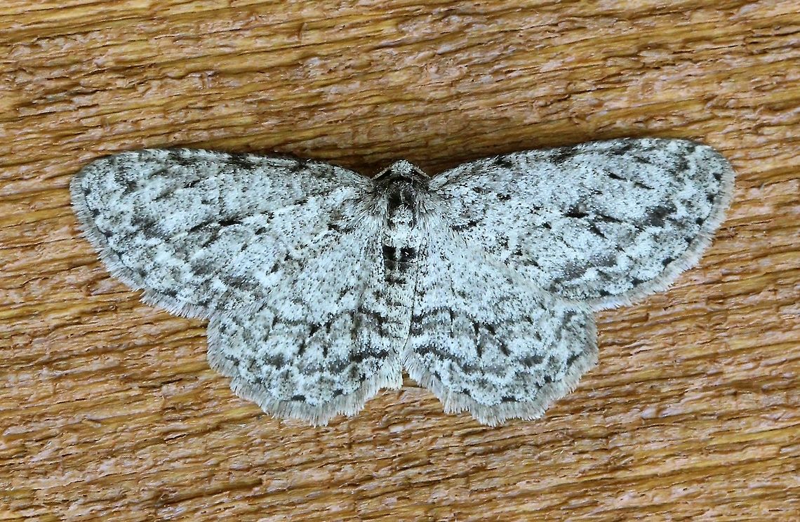 Ectropis crepuscularia  Ectropis crepuscularia,Geotagged,Small Engrailed,Spring,United States