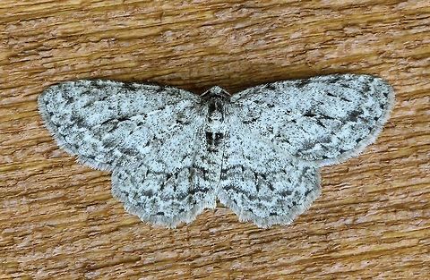 Ectropis crepuscularia  Ectropis crepuscularia,Geotagged,Small Engrailed,Spring,United States
