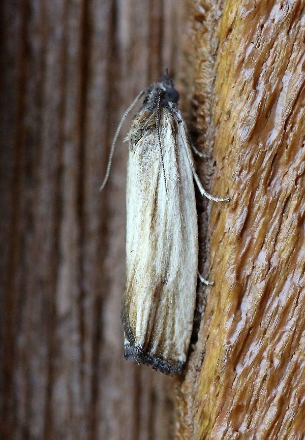 Eucosma radiatana Eucosma radiatana is part of a complex of nine species that are not fully delineated.<br />
<br />
<a href="https://bugguide.net/node/view/112860" rel="nofollow">https://bugguide.net/node/view/112860</a> Eucosma radiatana,Geotagged,Spring,United States