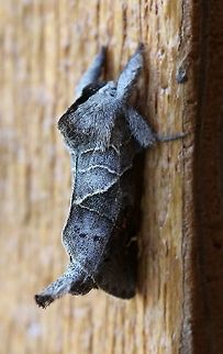 Clostera apicalis  Clostera apicalis,Geotagged,Spring,United States