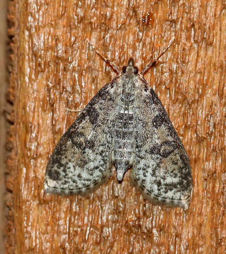Palpita magniferalis  Geotagged,Palpita magniferalis,Splendid palpita snout moth,Spring,United States,insect,lepidoptera,moth