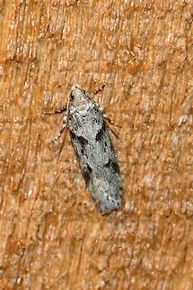 Chionodes fondella  Chionodes fondella,Geotagged,Spring,United States