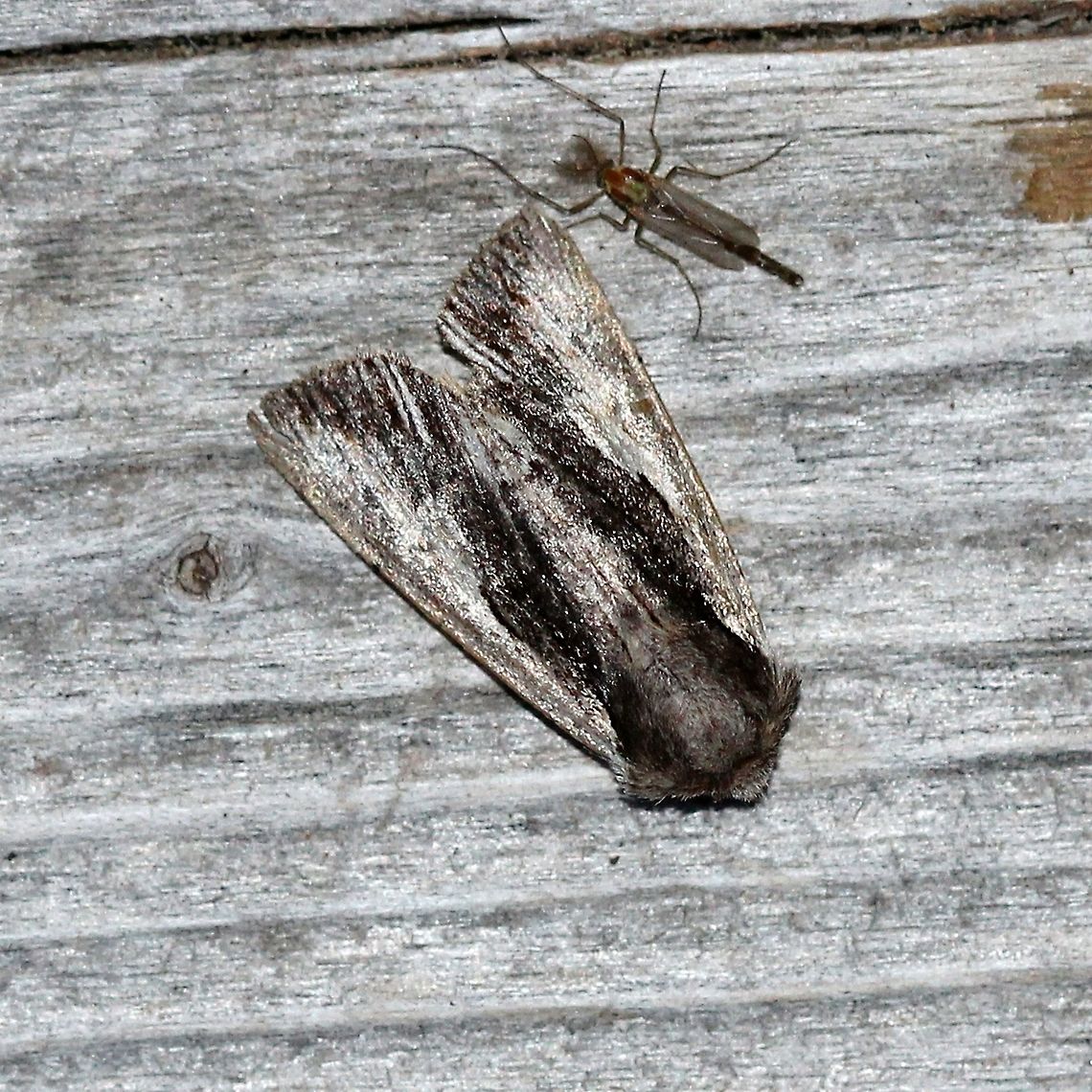 Morrisonia evicta  Geotagged,Morrisonia evicta,Spring,United States