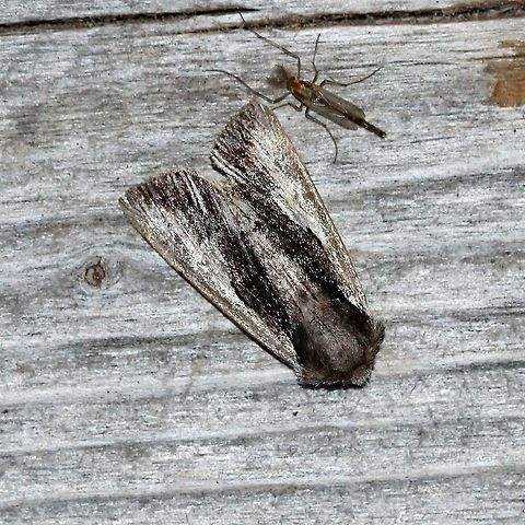 Morrisonia evicta  Geotagged,Morrisonia evicta,Spring,United States