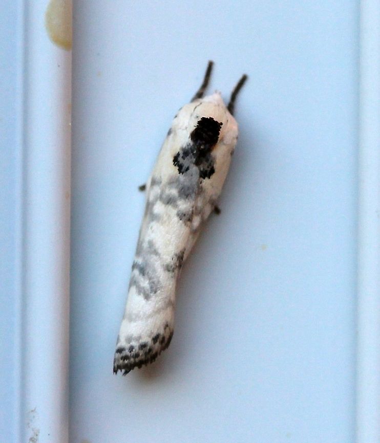 Antaeotricha schlaegeri Length just under 13 mm. Antaeotricha schlaegeri,Geotagged,Schlaeger's fruitworm moth,Spring,United States