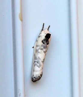 Antaeotricha schlaegeri Length just under 13 mm. Antaeotricha schlaegeri,Geotagged,Schlaeger's fruitworm moth,Spring,United States