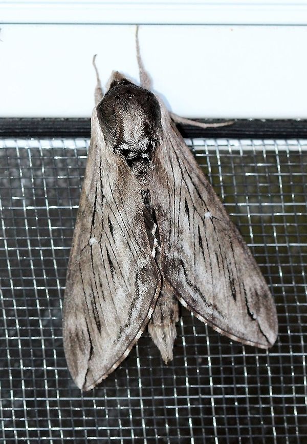 Sphinx poecila  Geotagged,Poecila sphinx,Sphinx poecila,Spring,United States