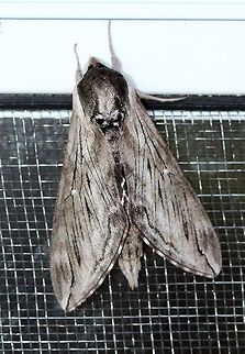 Sphinx poecila  Geotagged,Poecila sphinx,Sphinx poecila,Spring,United States