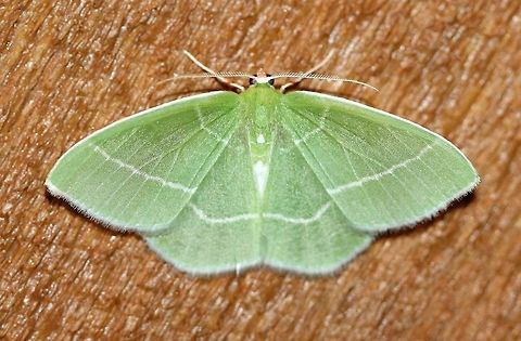 Nemoria mimosaria  Geotagged,Nemoria mimosaria,Spring,United States,White-fringed emerald