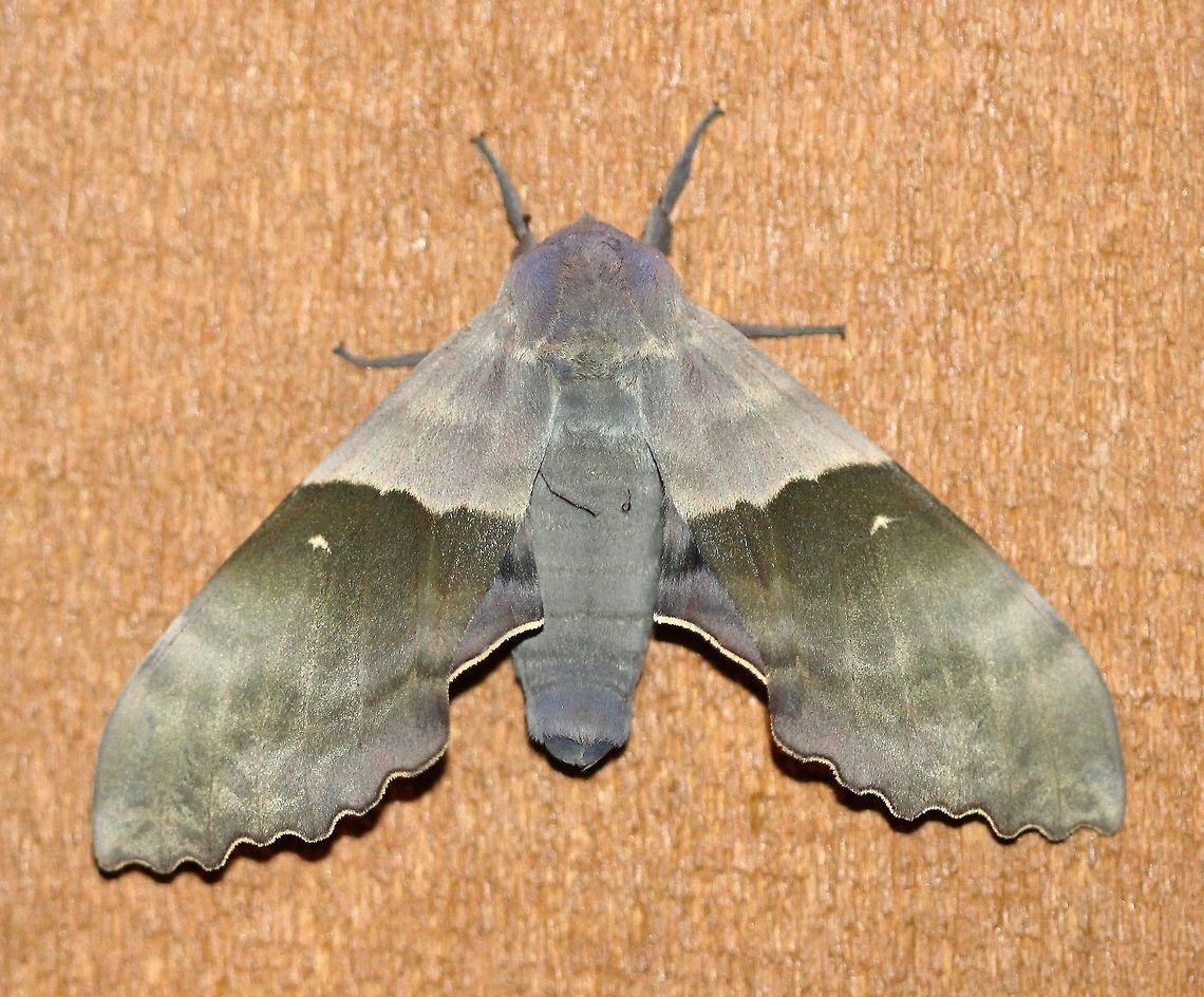 Pachysphinx modesta Almost to the day when I saw this species here last year. Geotagged,Modest Sphinx,Pachysphinx modesta,Spring,United States