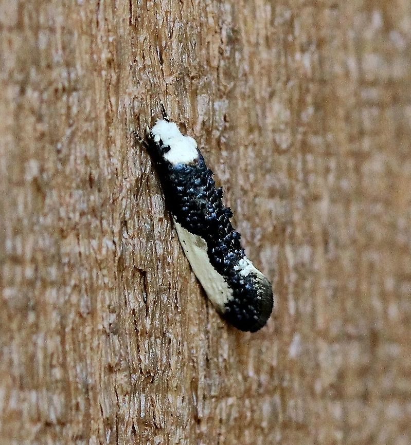 Monopis monachella This species has shown up several days later than last year probably delayed by the cold weather. Geotagged,Monopis monachella,Spring,United States