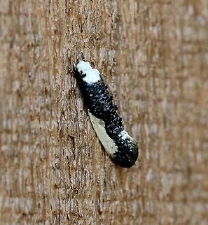 Monopis monachella This species has shown up several days later than last year probably delayed by the cold weather. Geotagged,Monopis monachella,Spring,United States