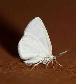 Lomographa vestaliata  Geotagged,Lomographa vestaliata,Spring,United States,White Spring Moth