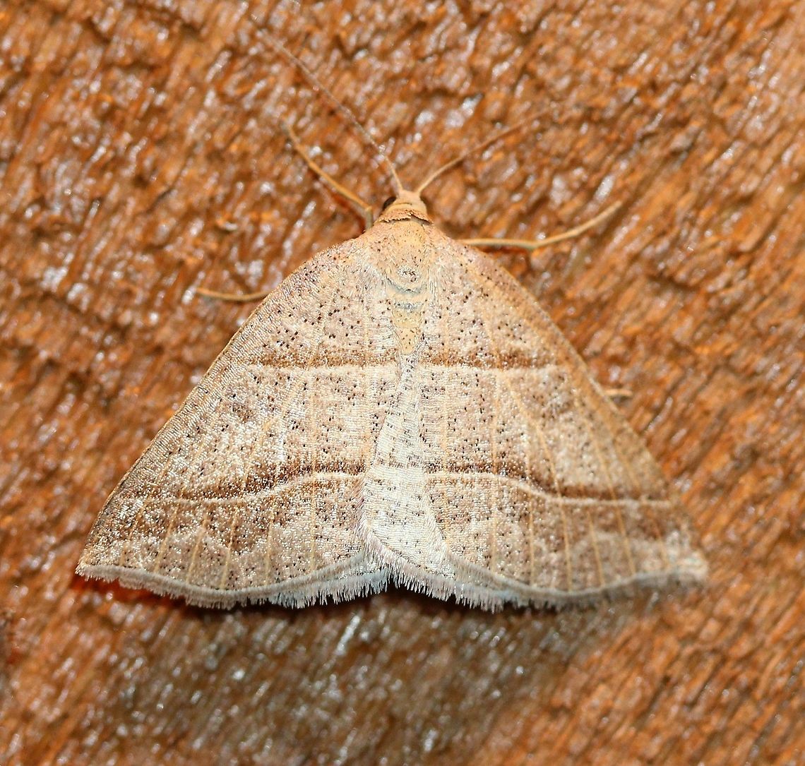 Petrophora subaequaria  Geotagged,Northern Petrophora,Petrophora subaequaria,Spring,United States