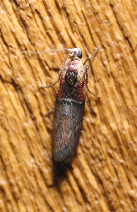 Sciota basilaris This moth was very active and kept walking rapidly across the wall. Geotagged,Sciota basilaris,Spring,United States,Yellow-shouldered Leafroller