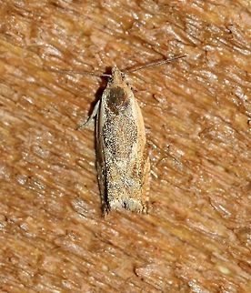 Ancylis sp. Ancylis laciniana? Ancylis,Geotagged,Spring,United States