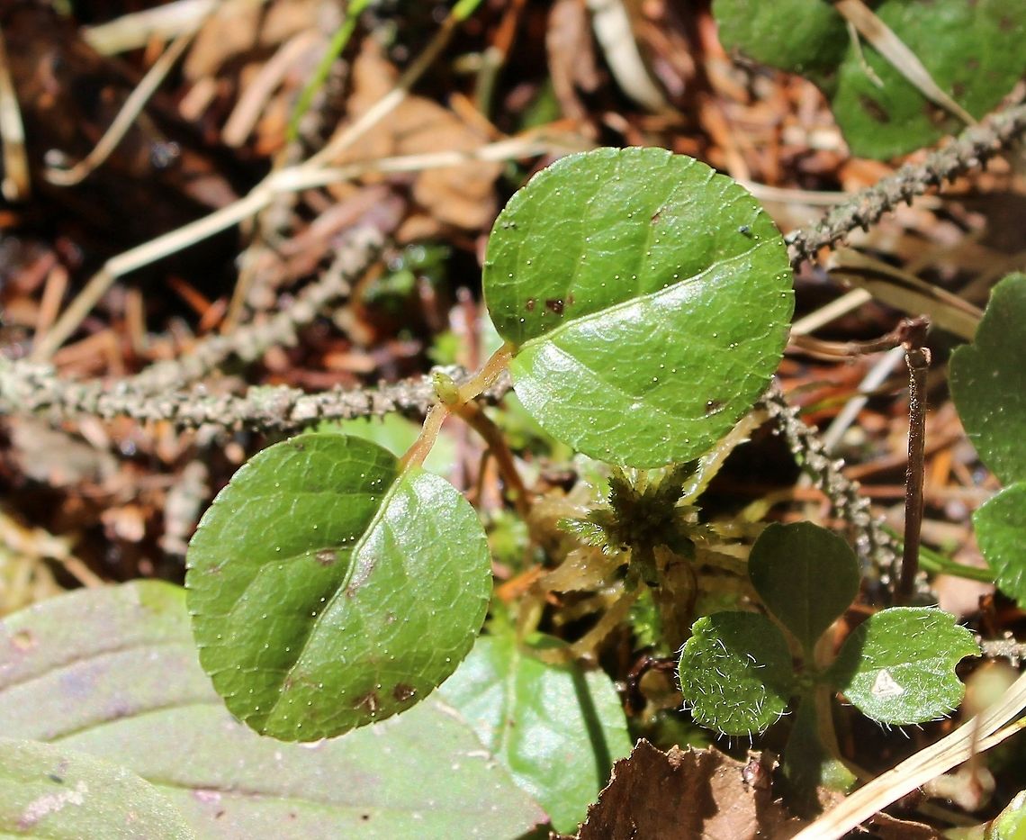Pyrola minor Pyrola minor at the edge of a Black Spruce Swamp and mixed upland Jack Pine-Black Spruce Forest. Geotagged,Pyrola minor,Spring,United States