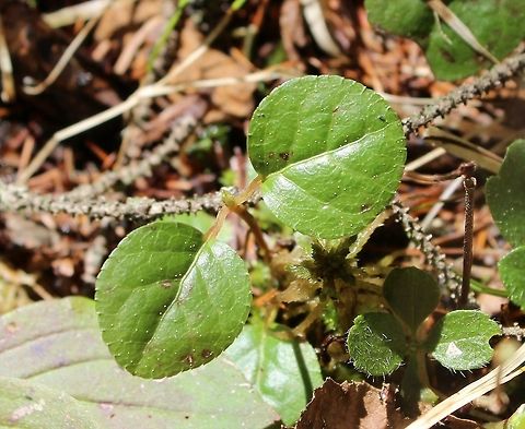 Pyrola minor Pyrola minor at the edge of a Black Spruce Swamp and mixed upland Jack Pine-Black Spruce Forest. Geotagged,Pyrola minor,Spring,United States