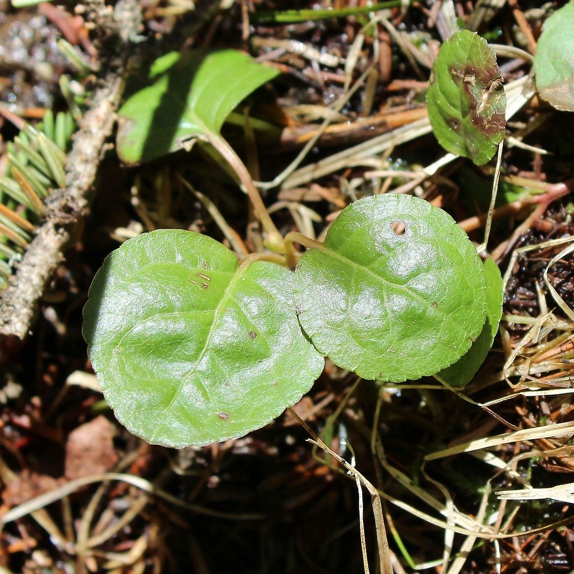 Pyrola minor Pyrola minor at the edge of a Black Spruce Swamp and mixed upland Jack Pine-Black Spruce Forest.  Geotagged,Pyrola minor,Spring,United States