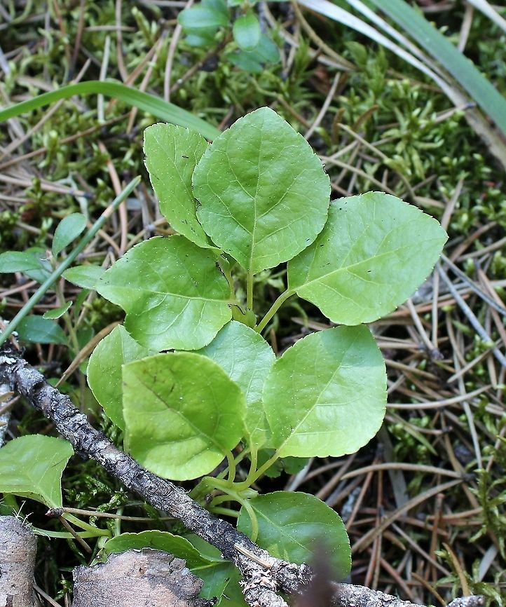 Orthilia secunda Orthilia secunda (One-sided Pyrola) at the edge of a Black Spruce Swamp and mixed upland Jack Pine-Black Spruce Forest. Geotagged,Orthilia secunda,Spring,United States