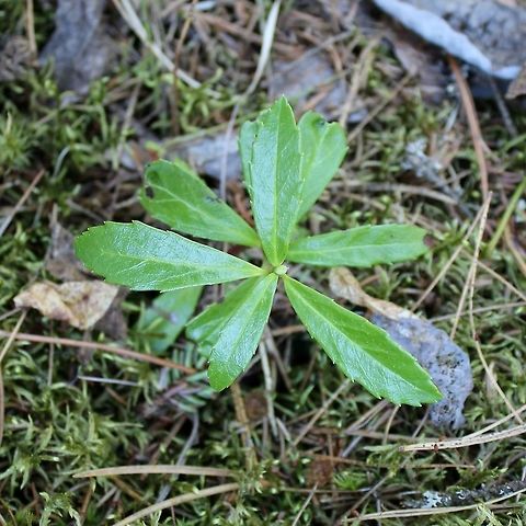 Chimaphila umbellata Chimaphila umbellata in an upland Jack Pine-Black Spruce forest Chimaphila umbellata,Geotagged,Spring,United States