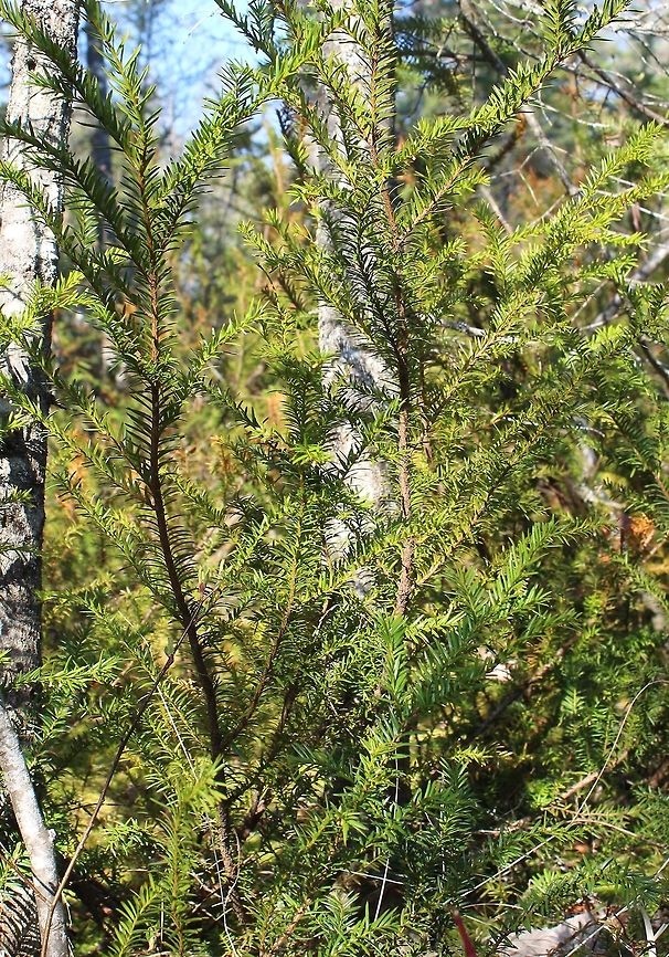 Taxus canadensis Part of a massive Taxus canadensis (Canada Yew) shrub in a Black Spruce Swamp. Canada Yew,Geotagged,Spring,Taxus canadensis,United States