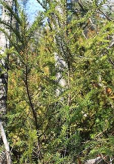 Taxus canadensis Part of a massive Taxus canadensis (Canada Yew) shrub in a Black Spruce Swamp. Canada Yew,Geotagged,Spring,Taxus canadensis,United States