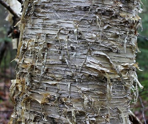 Betula allegheniensis (Yellow Birch) bark  Betula allegheniensis,Geotagged,Spring,United States,Yellow birch,bark,forest,tree,yellow birch