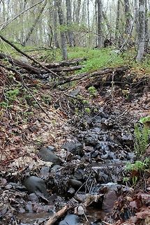 Ephemeral Stream in a Sugar Maple Forest An ephemeral stream in an old-growth Sugar Maple forest. This stream only flows after spring thaw and when there has been some rain for a few days. The bed is lined with cobbles and boulders freed from the soil. There is a substantial amount of coarse woody debris and leaves. The most common plants in this stream are ferns (Phegopteris connectilis and Matteucia struthiopteris). Geotagged,Matteucia struthiopteris,Phegopteris connectilis,Spring,Sugar Maple,United States,ephemeral stream,ferns,forest,stream