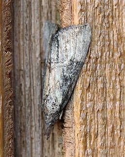 Hypena scabra (Green Cloverworm Moth)  Geotagged,Green Cloverworm,Hypena scabra,Lepidoptera,Spring,United States,insect,moth