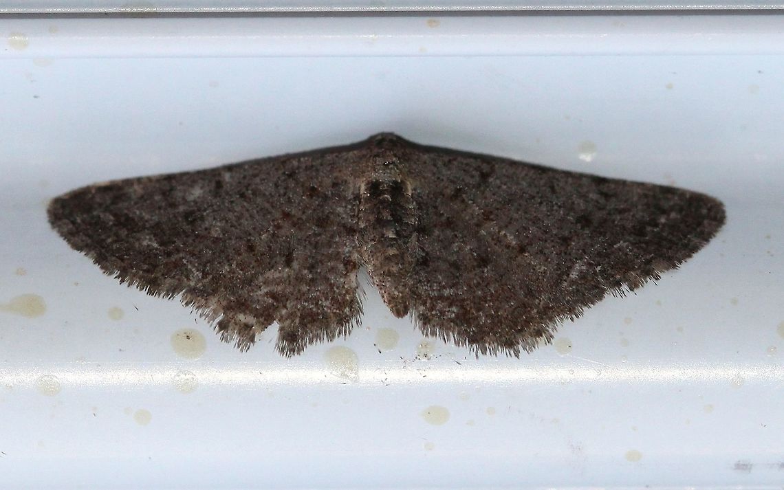 A little moth Looks like some sort of geometrid. Geotagged,Spring,United States,moth,unidentified