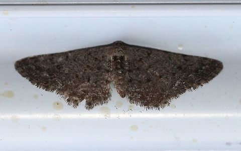 A little moth Looks like some sort of geometrid. Geotagged,Spring,United States,moth,unidentified