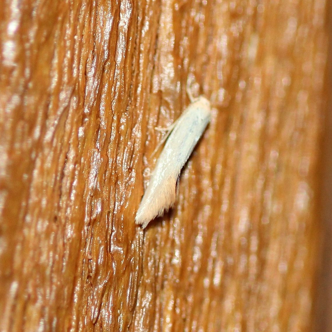 Elachista sp.? Possibly Elachista. At my porch light late last night. Elachista,Geotagged,Spring,United States,moth,white moth