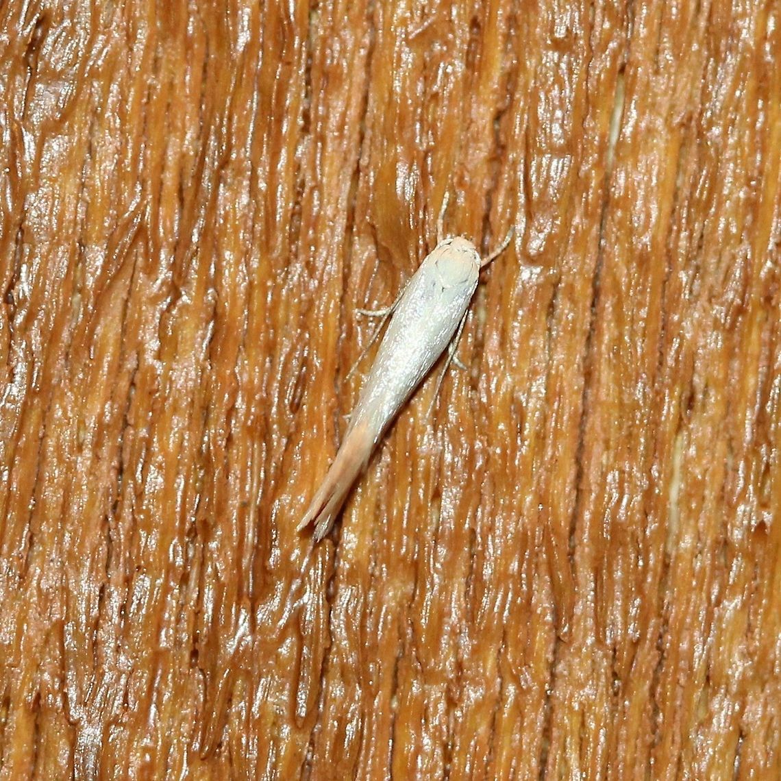 Elachista sp.? Possibly Elachista. At my porch light late last night. Top view of this one:<br />
<br />
<a href="https://www.jungledragon.com/image/80503" rel="nofollow">https://www.jungledragon.com/image/80503</a> Elachista,Geotagged,Spring,United States,moth,white moth