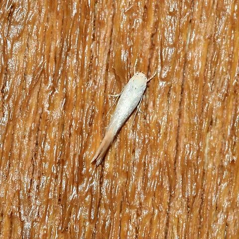 Elachista sp.? Possibly Elachista. At my porch light late last night. Top view of this one:

https://www.jungledragon.com/image/80503 Elachista,Geotagged,Spring,United States,moth,white moth