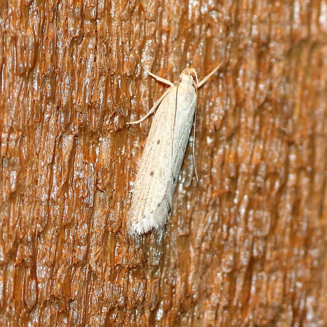 Helcystogramma fernaldella At my porch light late last night. Geotagged,Helcystogramma,Helcystogramma fernaldella,Spring,United States,moth