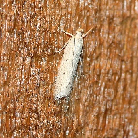 Helcystogramma fernaldella At my porch light late last night. Geotagged,Helcystogramma,Helcystogramma fernaldella,Spring,United States,moth