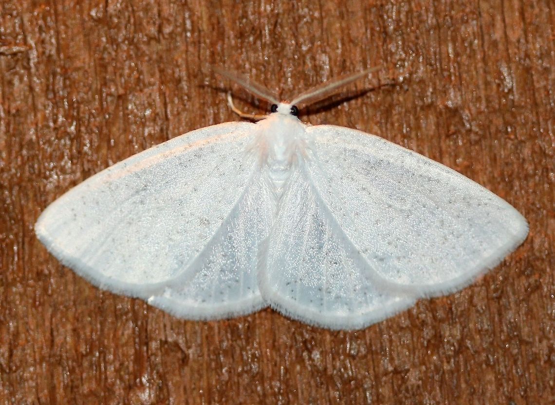 Cabera variolaria  Cabera variolaria,Geotagged,Spring,United States,Vestal,moth,white moth