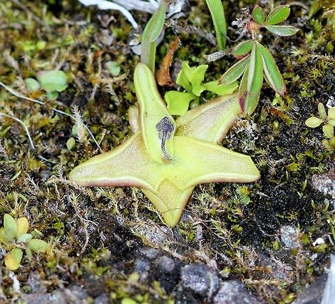 Pinguicula vulgaris Pinguicula vulgaris (Butterwort), a carnivorous plant, growing in damp mossy crevices in basalt near the shore of Lake Superior in Minnesota. Common butterwort,Geotagged,Lake Superior,Minnesota,Pinguicula vulgaris,Spring,United States,butterwort,carnivorous plant