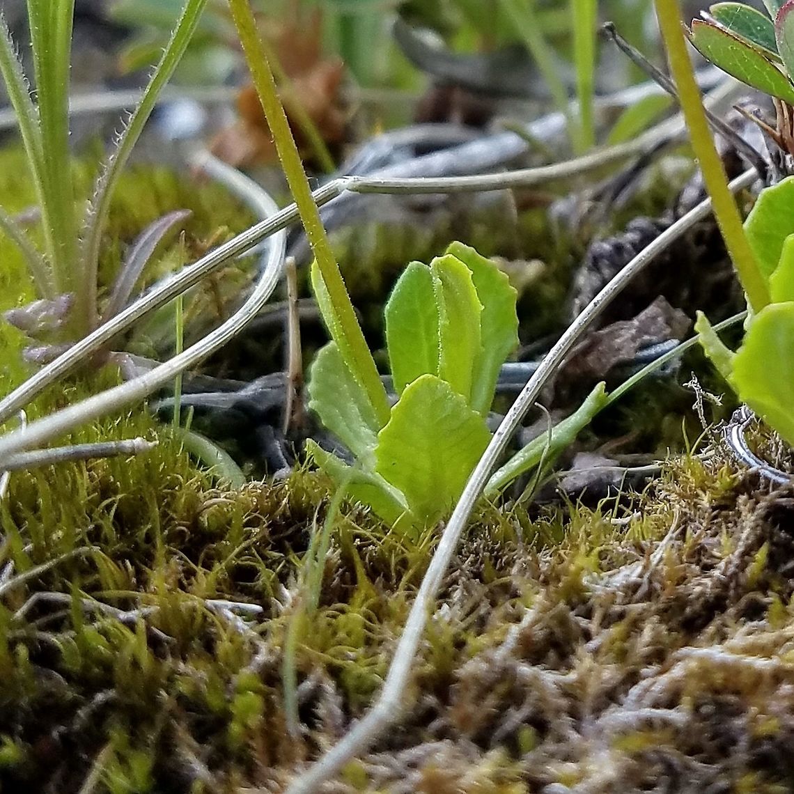 Primula mistassinica Primula mistassinica (Mistassini Primrose) growing in damp mossy crevices in basalt near the shore of Lake Superior in Minnesota. Bird's-eye Primrose,Dwarf Canadian Primrose,Geotagged,Lake Superior,Minnesota,Mistassini Primrose,Primula mistassinica,Spring,United States,primrose