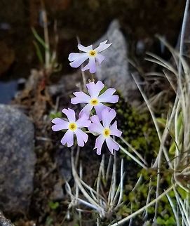 Primula mistassinica Primula mistassinica (Mistassini Primrose) growing in damp mossy crevices in basalt near the shore of Lake Superior in Minnesota. Bird's-eye Primrose,Dwarf Canadian Primrose,Geotagged,Lake Superior,Minnesota,Mistassini Primrose,Primula mistassinica,Spring,United States,primrose
