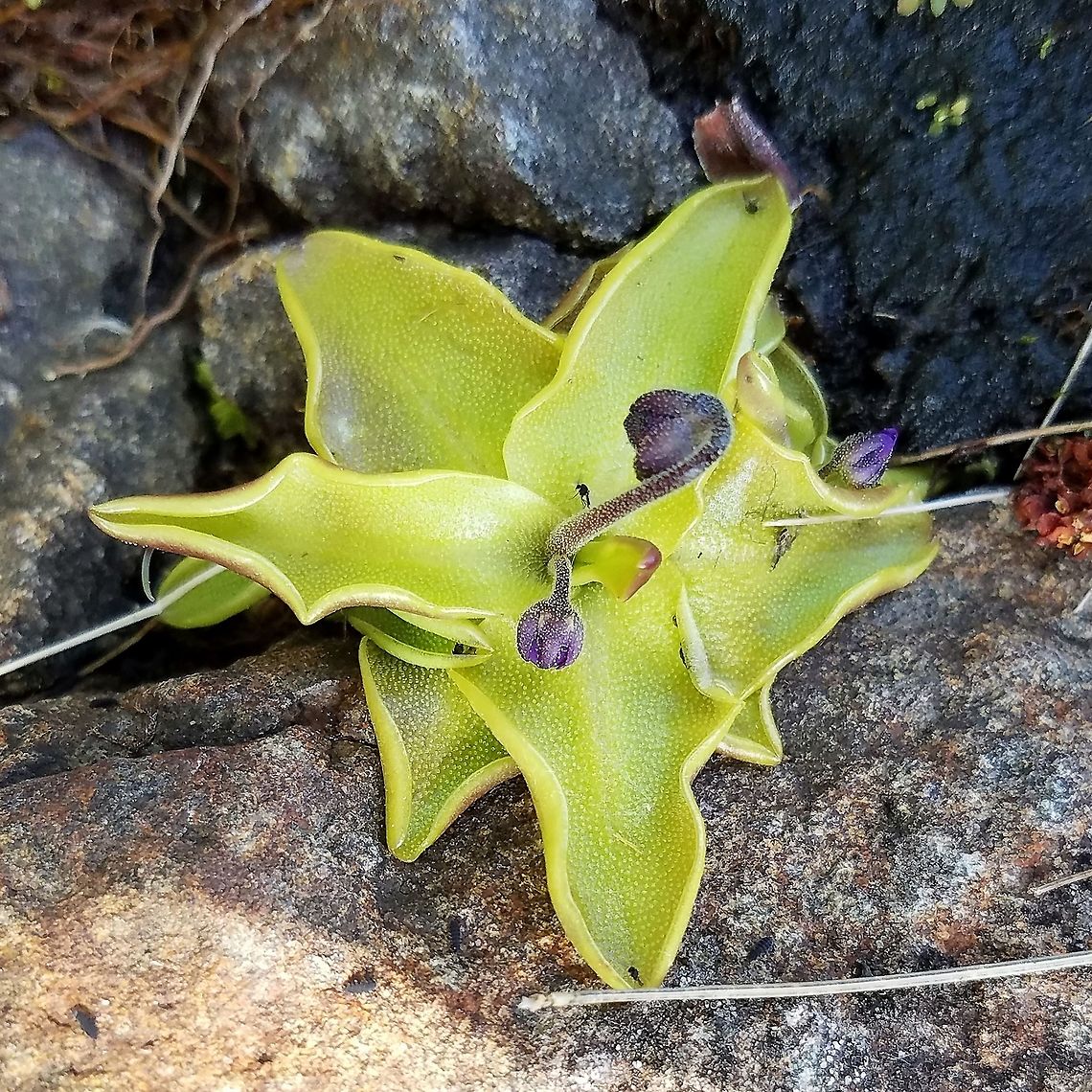 Pinguicula vulgaris Pinguicula vulgaris (Butterwort), a carnivorous plant, growing in damp mossy crevices in basalt near the shore of Lake Superior in Minnesota. This one has trapped a few small flies on its leaves Common butterwort,Geotagged,Lake Superior,Minnesota,Pinguicula vulgaris,Spring,United States,butterwort,carnivorous plant