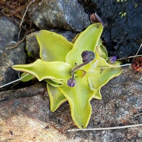 Pinguicula vulgaris Pinguicula vulgaris (Butterwort), a carnivorous plant, growing in damp mossy crevices in basalt near the shore of Lake Superior in Minnesota. This one has trapped a few small flies on its leaves Common butterwort,Geotagged,Lake Superior,Minnesota,Pinguicula vulgaris,Spring,United States,butterwort,carnivorous plant