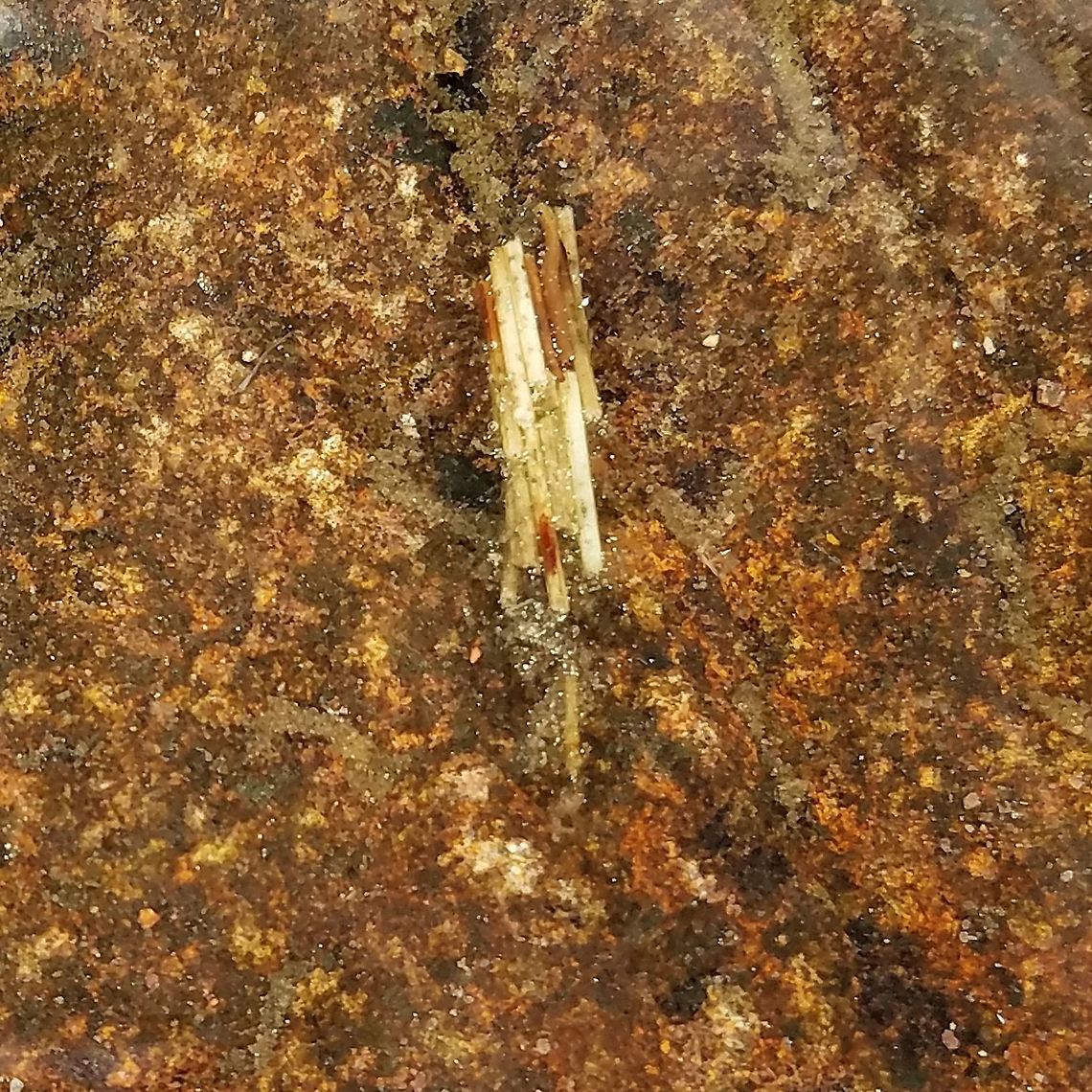 Caddisfly larva This caddisfly larva was one of several found in a small splash pool in the rocks along the shore of Lake Superior. Its case is made from leaf fragments of Trichophorum cespitosum (Tufted Bulrush) which grows on the rock crevices. The habitat seems a bit precarious considering that waves whipped up by storms will completely wash over these splash pools. Geotagged,Lake Superior,Spring,Trichophorum cespitosum,Trichoptera,Tufted Bulrush,United States,caddisfly larva,insect,splash pool