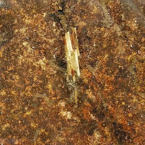 Caddisfly larva This caddisfly larva was one of several found in a small splash pool in the rocks along the shore of Lake Superior. Its case is made from leaf fragments of Trichophorum cespitosum (Tufted Bulrush) which grows on the rock crevices. The habitat seems a bit precarious considering that waves whipped up by storms will completely wash over these splash pools. Geotagged,Lake Superior,Spring,Trichophorum cespitosum,Trichoptera,Tufted Bulrush,United States,caddisfly larva,insect,splash pool